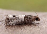 49.295 BF1178 Notocelia roborana