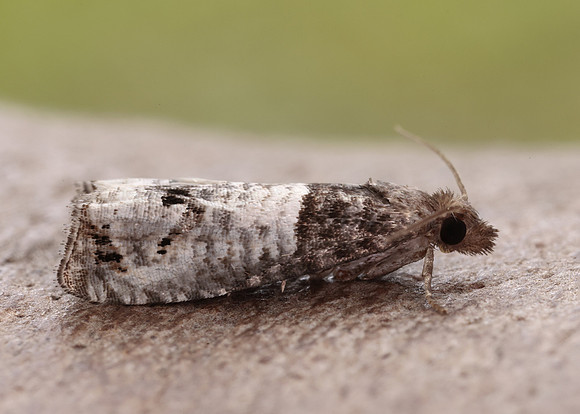 49.295 BF1178 Notocelia roborana