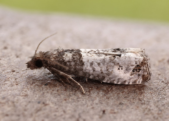 49.295 BF1178 Notocelia roborana