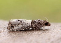 49.295 BF1178 Notocelia roborana