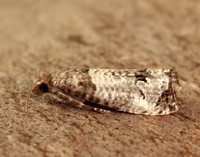 49.295 BF1178 Notocelia roborana