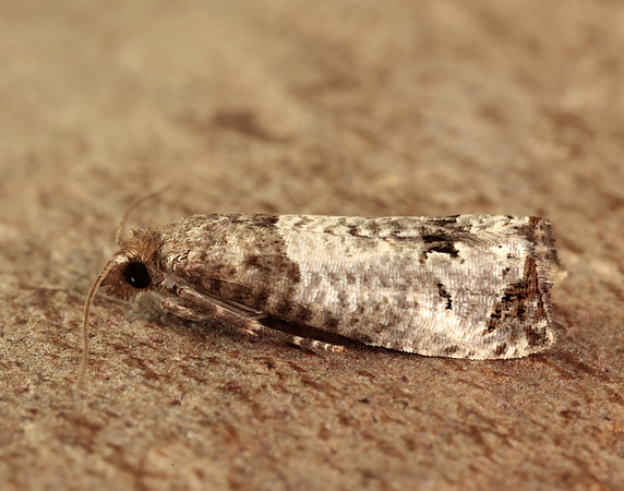 49.295 BF1178 Notocelia roborana