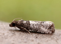 49.295 BF1178 Notocelia roborana