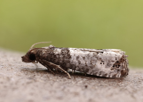 49.295 BF1178 Notocelia roborana