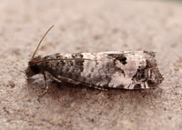49.296 BF1179 Notocelia incarnatana