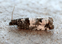 49.296 BF1179 Notocelia incarnatana