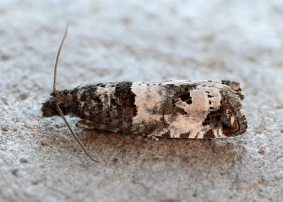49.296 BF1179 Notocelia incarnatana