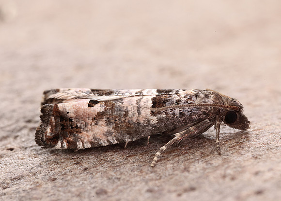 49.296 BF1179 Notocelia incarnatana