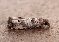 49.296 BF1179 Notocelia incarnatana