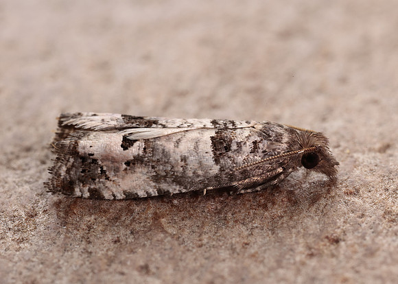 49.296 BF1179 Notocelia incarnatana