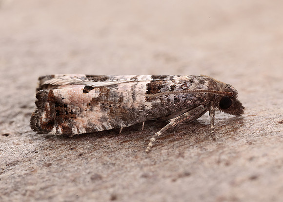 49.296 BF1179 Notocelia incarnatana