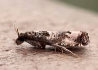 49.296 BF1179 Notocelia incarnatana