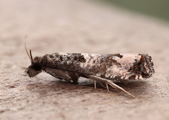 49.296 BF1179 Notocelia incarnatana