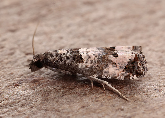 49.296 BF1179 Notocelia incarnatana