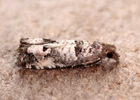 49.296 BF1179 Notocelia incarnatana