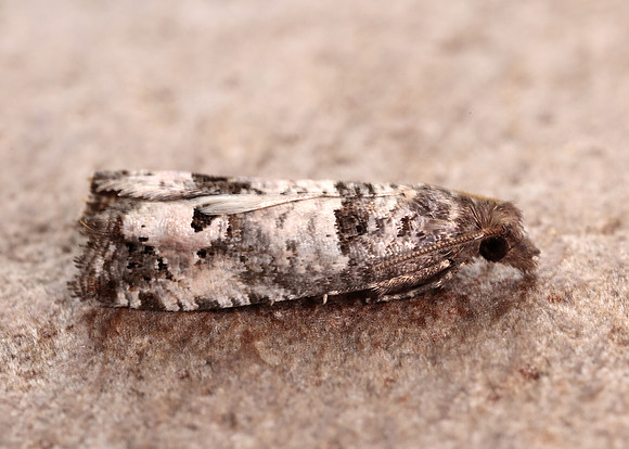49.296 BF1179 Notocelia incarnatana