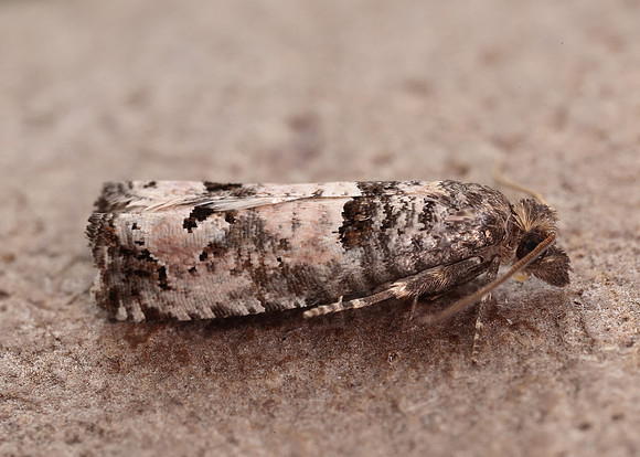 49.296 BF1179 Notocelia incarnatana