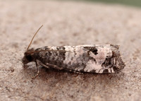 49.296 BF1179 Notocelia incarnatana
