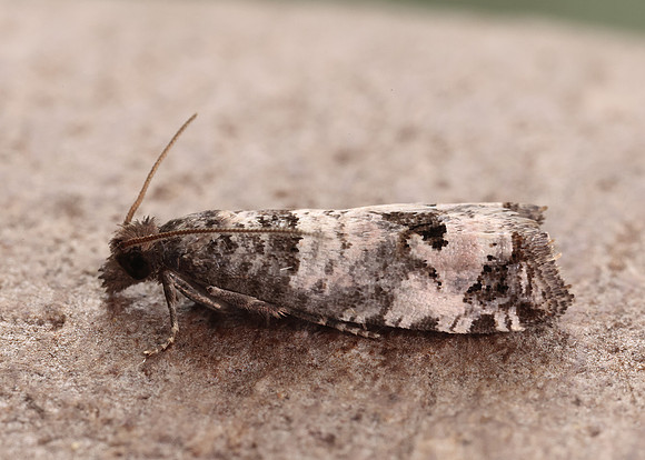 49.296 BF1179 Notocelia incarnatana