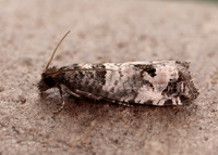 49.296 BF1179 Notocelia incarnatana