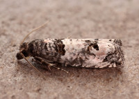 49.296 BF1179 Notocelia incarnatana