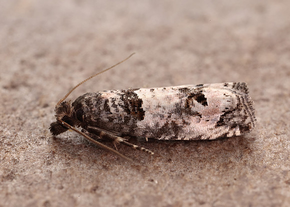 49.296 BF1179 Notocelia incarnatana