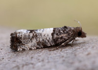 49.296 BF1179 Notocelia incarnatana
