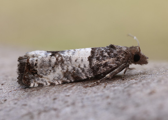 49.296 BF1179 Notocelia incarnatana