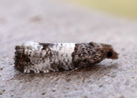 49.296 BF1179 Notocelia incarnatana