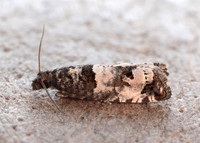 49.296 BF1179 Notocelia incarnatana