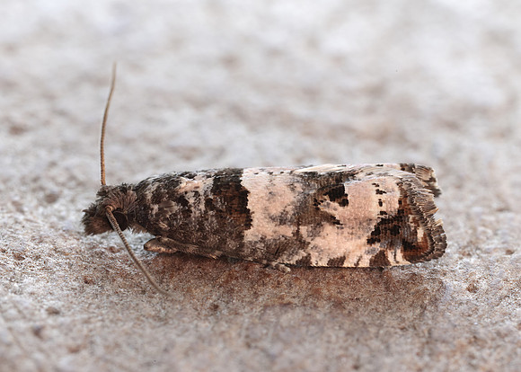 49.296 BF1179 Notocelia incarnatana
