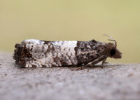 49.296 BF1179 Notocelia incarnatana
