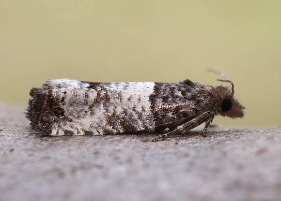 49.296 BF1179 Notocelia incarnatana