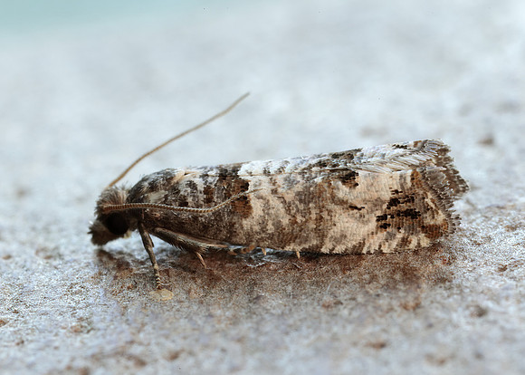49.296 BF1179 Notocelia incarnatana