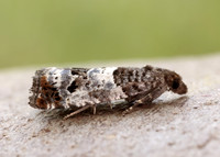 49.298 BF1176 Notocelia trimaculana