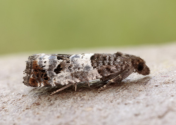 49.298 BF1176 Notocelia trimaculana