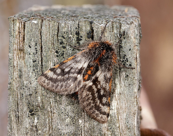 70.249 BF1929 Rannoch Brindled Beauty Lycia lapponaria