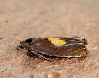 49.320 BF1274 Dichrorampha alpinana