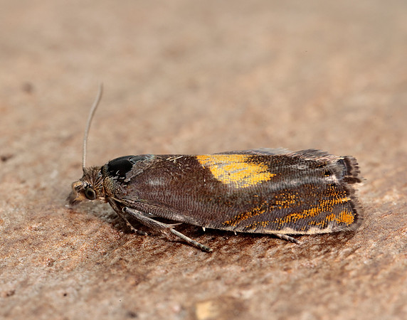49.320 BF1274 Dichrorampha alpinana