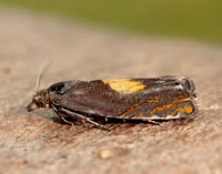 49.320 BF1274 Dichrorampha alpinana