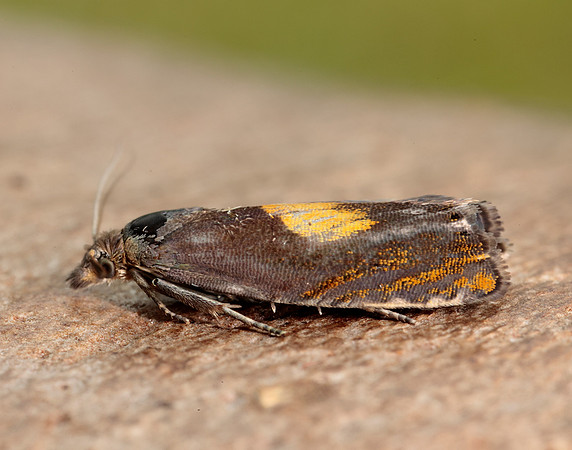 49.320 BF1274 Dichrorampha alpinana