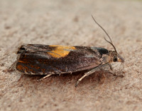 49.320 BF1274 Dichrorampha alpinana