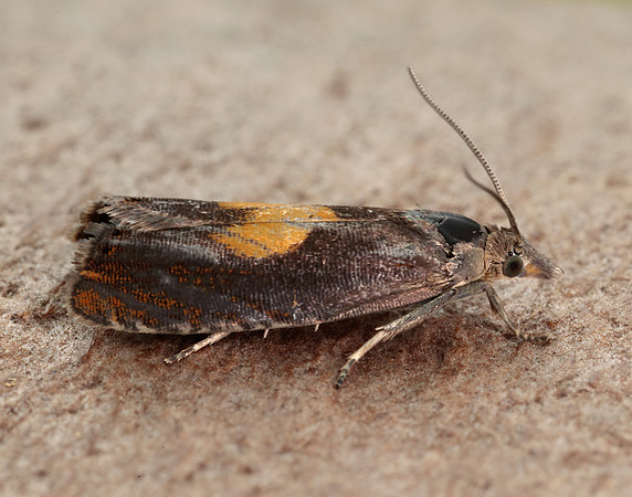49.320 BF1274 Dichrorampha alpinana