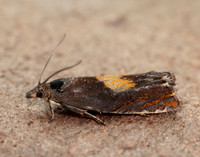 49.320 BF1274 Dichrorampha alpinana