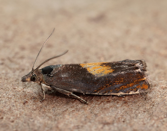 49.320 BF1274 Dichrorampha alpinana