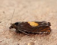 49.320 BF1274 Dichrorampha alpinana