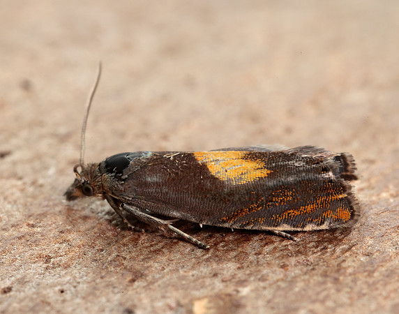 49.320 BF1274 Dichrorampha alpinana