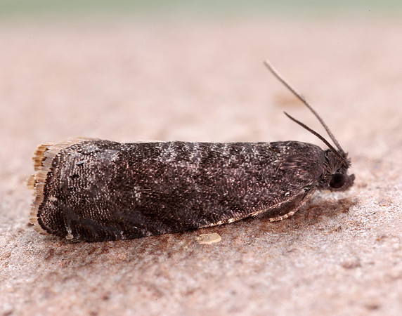 49.357 BF1247 Plum Fruit Moth Grapholita funebrana