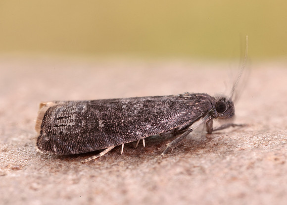 49.357 BF1247 Plum Fruit Moth Grapholita funebrana