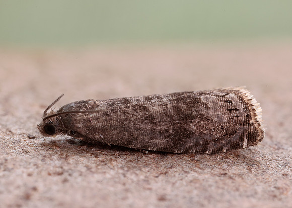 49.357 BF1247 Plum Fruit Moth Grapholita funebrana